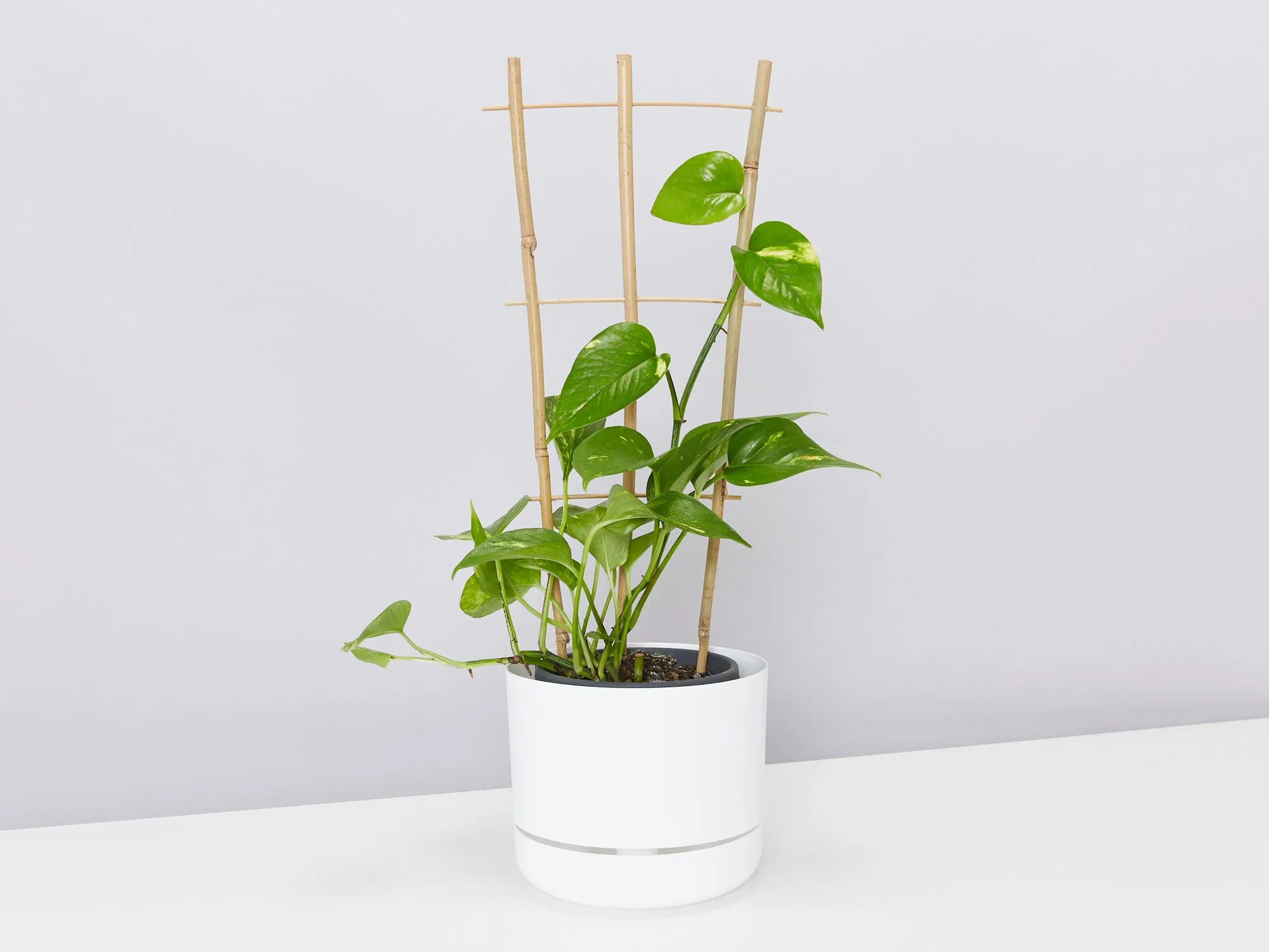 Bamboo Plant Trainer